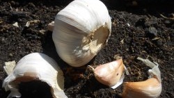 Why is it necessary to select large cloves for planting winter garlic?