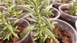 Volite li svježe začinsko bilje? Evo 7 biljaka koje možete uzgajati na svojoj prozorskoj dasci.