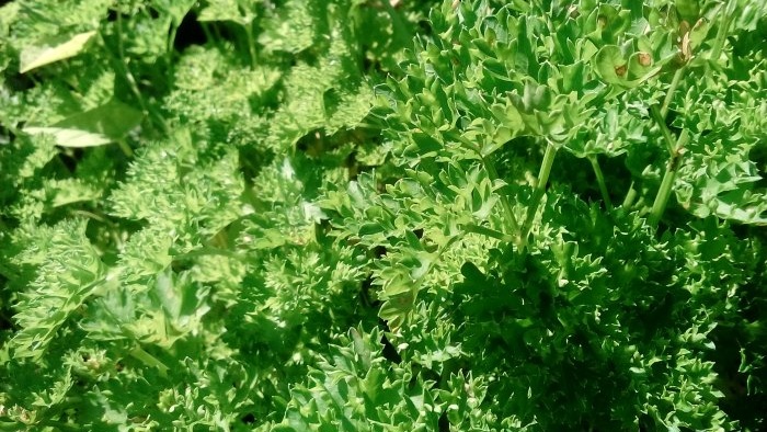 Comment conserver les légumes - trucs et conseils utiles