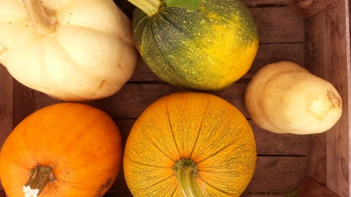So lagern Sie Gemüse – Tricks und nützliche Tipps