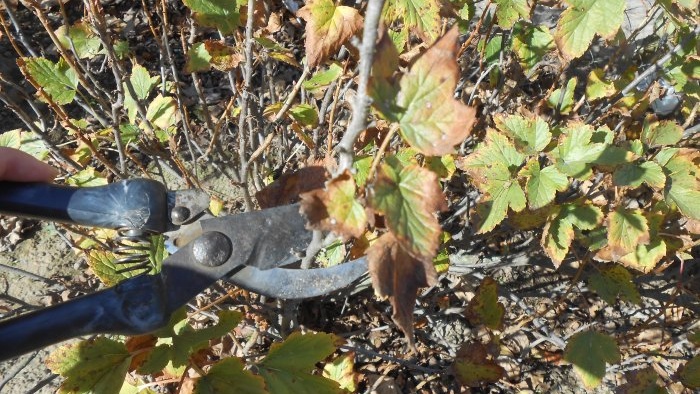 A ribizli őszi metszése a termésnövelés érdekében Mikor érdemes metszeni Három fő szabály