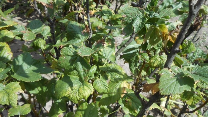 A ribizli őszi metszése a termésnövelés érdekében Mikor érdemes metszeni Három fő szabály