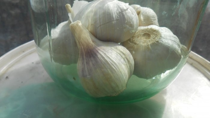 6 cara yang terbukti untuk memelihara bawang putih sepanjang musim sejuk di apartmen anda
