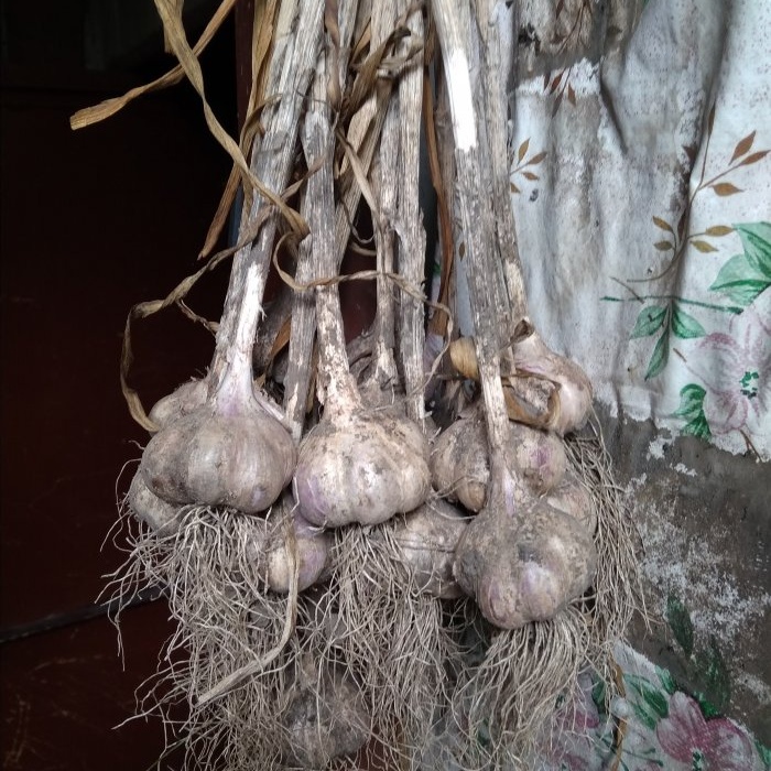 6 na napatunayang paraan upang mapanatili ang bawang sa buong taglamig sa iyong apartment