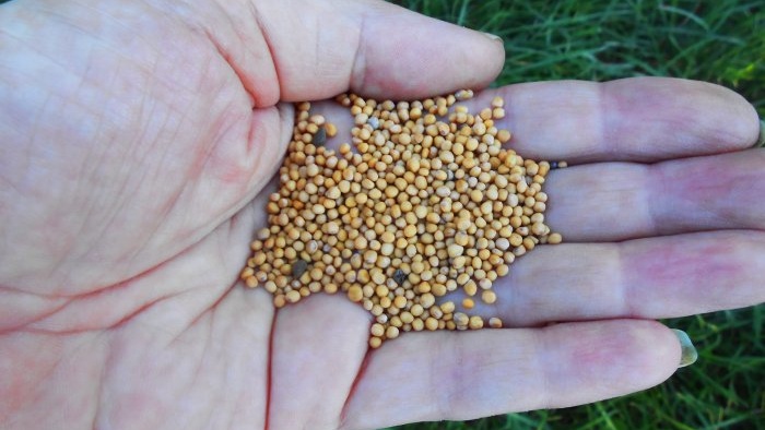 Meningkatkan kesuburan tanah di tapak dengan menanam sawi dan baja hijau lain Ciri-ciri kadar penggunaan penyemaian musim luruh penjagaan anak benih