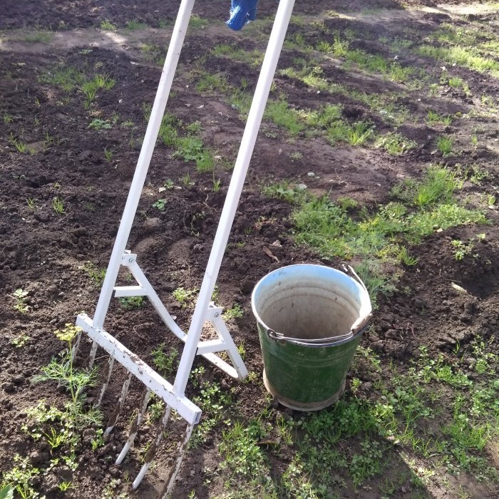 Aumentare la fertilità del suolo sul sito piantando senape e altri concimi verdi Caratteristiche del tasso di consumo della semina autunnale cura delle piantine
