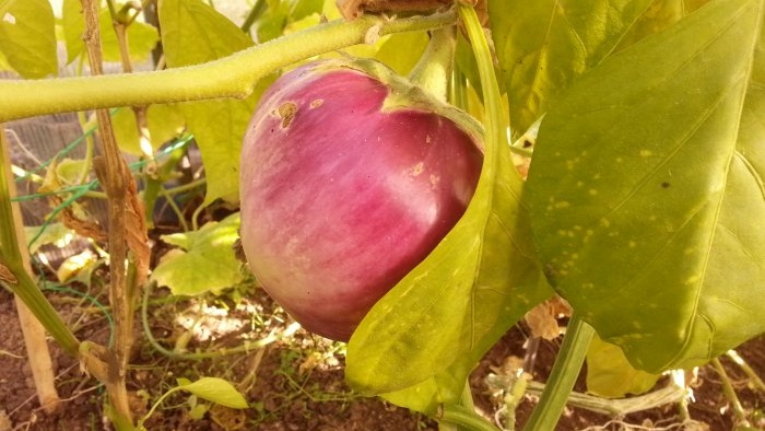 A zöldségek tárolása - trükkök és hasznos tippek