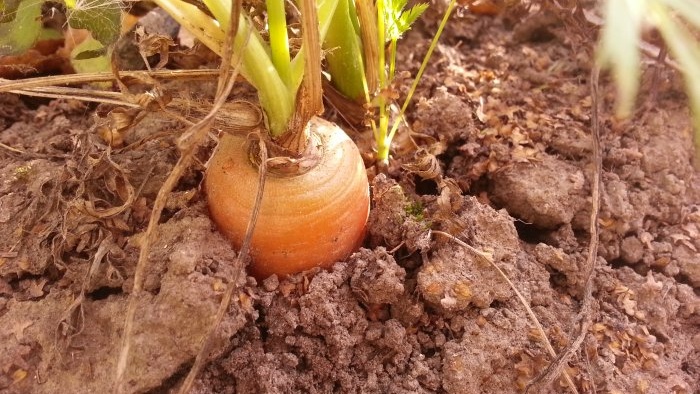 Como armazenar vegetais - truques e dicas úteis