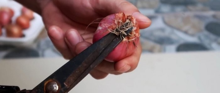 A quick way to grow onions and garlic per feather in disposable containers