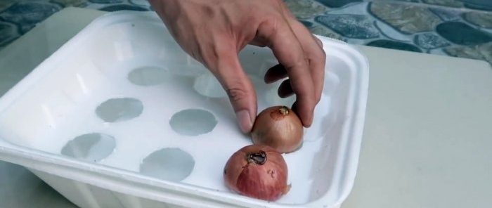 Greitas būdas auginti svogūnus ir česnakus iš vienos plunksnos vienkartiniuose induose