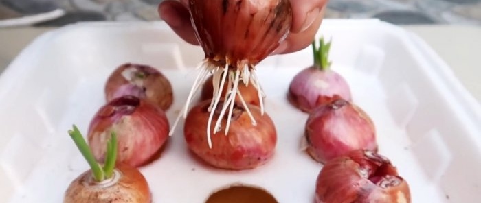 Ένας γρήγορος τρόπος για να καλλιεργήσετε κρεμμύδια και σκόρδο ανά φτερό σε δοχεία μιας χρήσης