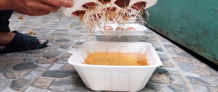 Rychlý způsob, jak pěstovat cibuli a česnek na peří v jednorázových nádobách