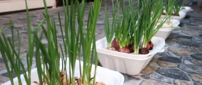 A quick way to grow onions and garlic per feather in disposable containers