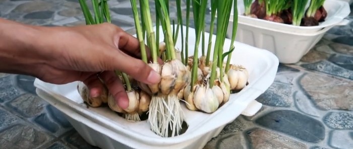 Una forma rápida de cultivar cebollas y ajos por pluma en recipientes desechables.