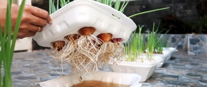 O modalitate rapidă de a crește ceapa și usturoiul pe pană în recipiente de unică folosință
