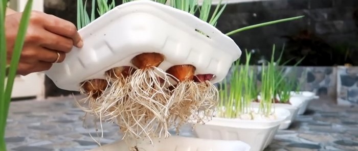 Ett snabbt sätt att odla lök och vitlök per fjäder i engångsbehållare