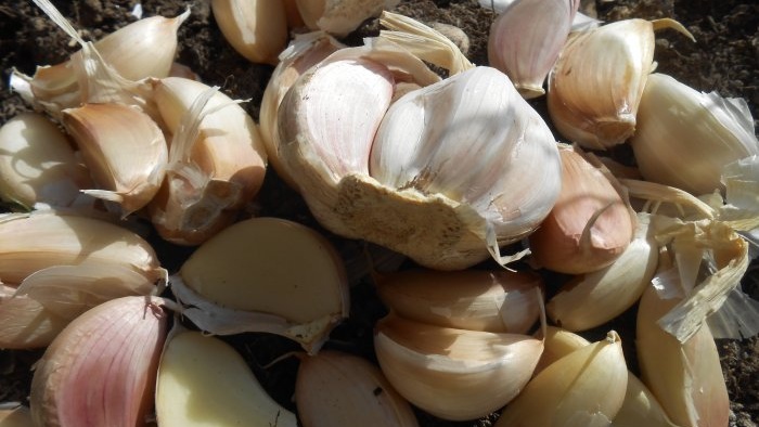 How and why to use rock salt when planting garlic