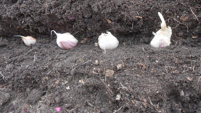 Hur och varför man använder stensalt när man planterar vitlök