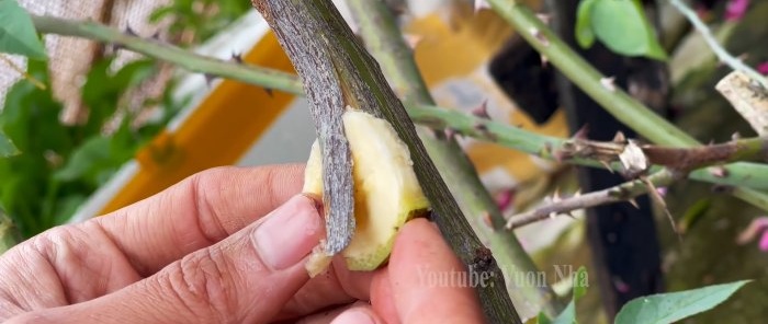 How to propagate roses by air layering using a banana and a PET bottle without hassle