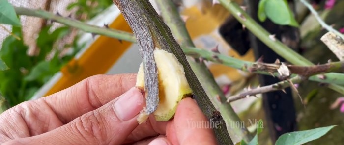 Comment propager des roses par superposition aérienne à l'aide d'une banane et d'une bouteille PET sans tracas