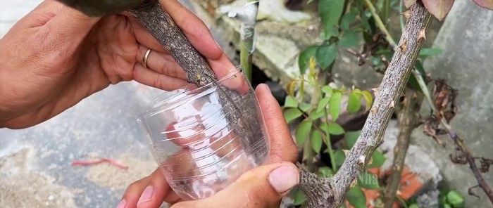 Como propagar rosas por alporquia usando uma banana e uma garrafa PET sem complicações