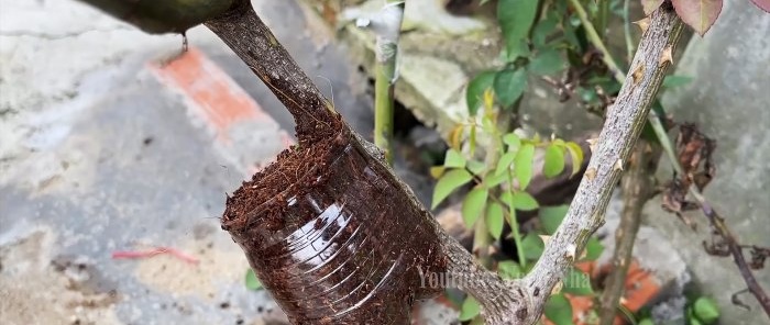 How to propagate roses by air layering using a banana and a PET bottle without hassle