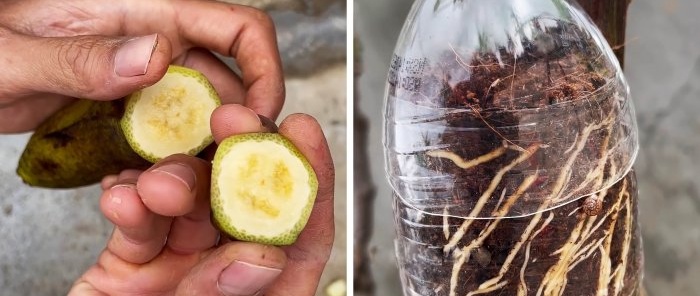 Como propagar rosas por alporquia usando uma banana e uma garrafa PET sem complicações