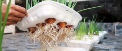 Eine schnelle Möglichkeit, Zwiebeln und Knoblauch pro Feder in Einwegbehältern anzubauen