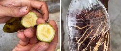 Hogyan szaporítsunk rózsákat légrétegezéssel banán és PET-palack segítségével gond nélkül