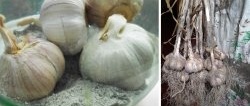 6 proven ways to preserve garlic throughout the winter in your apartment
