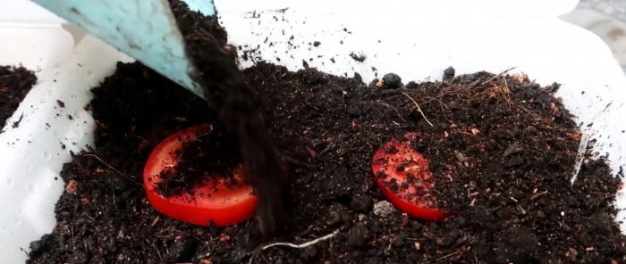 Método de cultivo de tomate a partir de sementes em garrafas PET penduradas, adequado até mesmo para apartamentos e varandas.