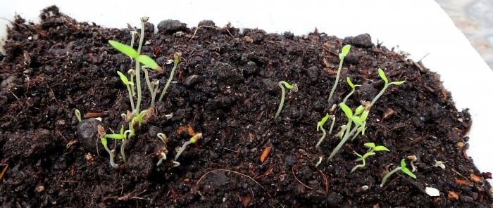 Método de cultivo de tomate a partir de sementes em garrafas PET penduradas, adequado até mesmo para apartamentos e varandas.