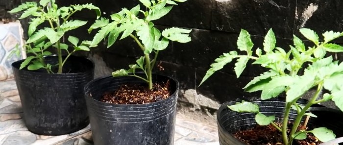 En metode for å dyrke tomater fra frø i hengende PET-flasker.Passer også for leiligheter og balkonger.