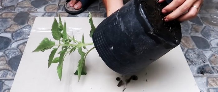 En metode til at dyrke tomater fra frø i hængende PET-flasker. Velegnet selv til lejligheder og altaner.