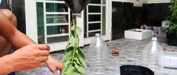 A method of growing tomatoes from seeds in hanging PET bottles. Suitable even for apartments and balconies.