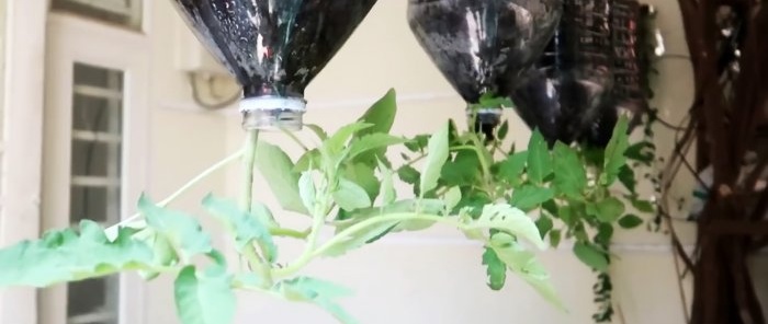 Een methode om tomaten te kweken uit zaden in hangende PET-flessen, zelfs geschikt voor appartementen en balkons.