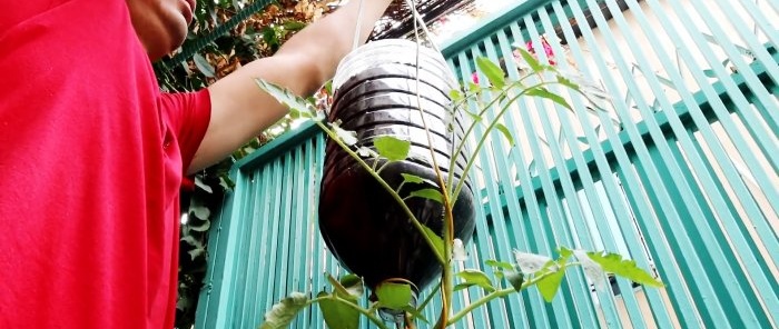 A method of growing tomatoes from seeds in hanging PET bottles. Suitable even for apartments and balconies.