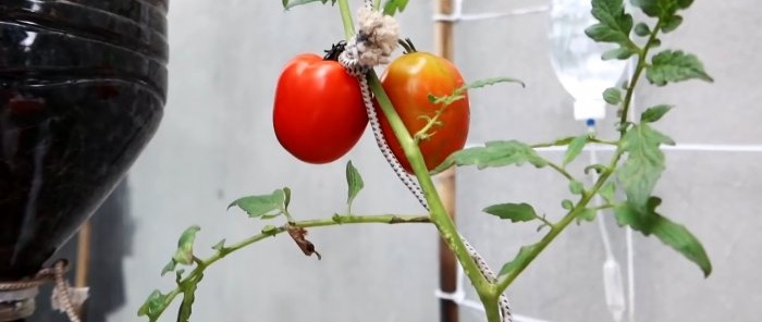 Μια μέθοδος καλλιέργειας ντομάτας από σπόρους σε κρεμαστά μπουκάλια PET Κατάλληλη ακόμη και για διαμερίσματα και μπαλκόνια.