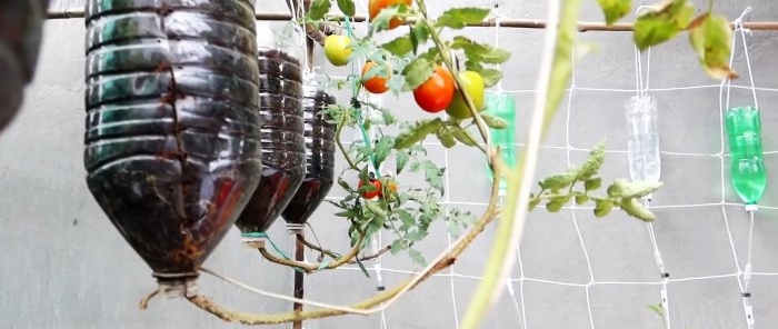 Metoda uprawy pomidorów z nasion w wiszących butelkach PET, odpowiednia nawet do mieszkań i balkonów.