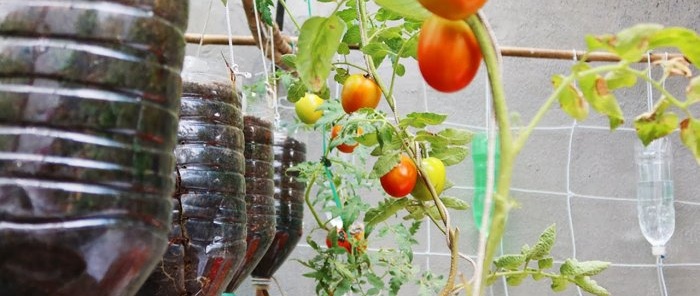 Způsob pěstování rajčat ze semínek v závěsných PET lahvích, vhodný i do bytů a na balkony.