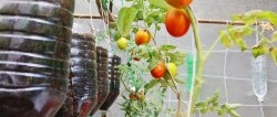 A method of growing tomatoes from seeds in hanging PET bottles. Suitable even for apartments and balconies