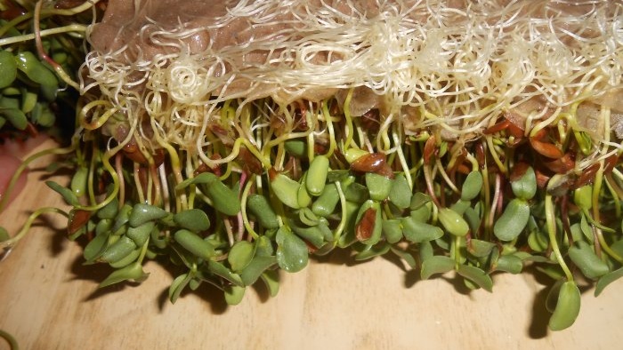 Microgreens linų mikrožalumynai ant palangės asmeninė patirtis