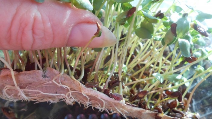 Microgreens linų mikrožalumynai ant palangės asmeninė patirtis