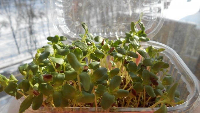 Microgreens flax microgreens sa windowsill personal na karanasan