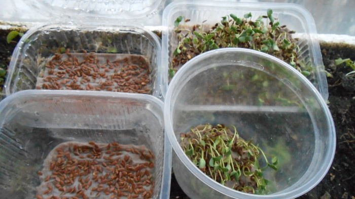 Microgreens פשתן microgreens על אדן החלון חוויה אישית