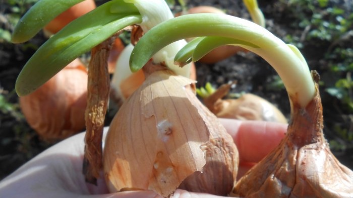 Une plantation pendant six mois Secrets et astuces pour forcer les oignons sur les verts en hiver à la maison