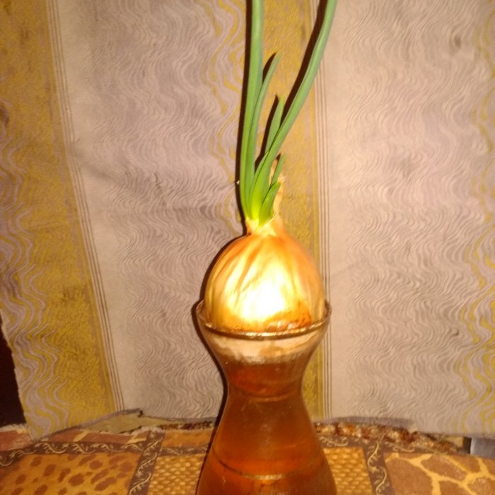 Jedno sadzenie przez pół roku Sekrety i sztuczki wciskania cebuli na warzywa zimą w domu