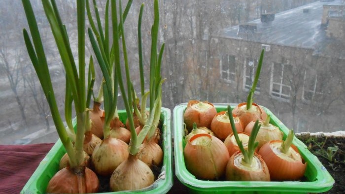 Eén planting voor een half jaar. Geheimen en trucs om uien in de winter thuis op groen te forceren