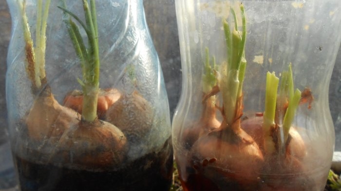Jedno sadzenie przez pół roku Sekrety i sztuczki wciskania cebuli na warzywa zimą w domu
