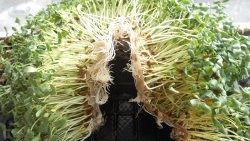 Микрозелени (микрозелени) лана на прозорској дасци: лично искуство